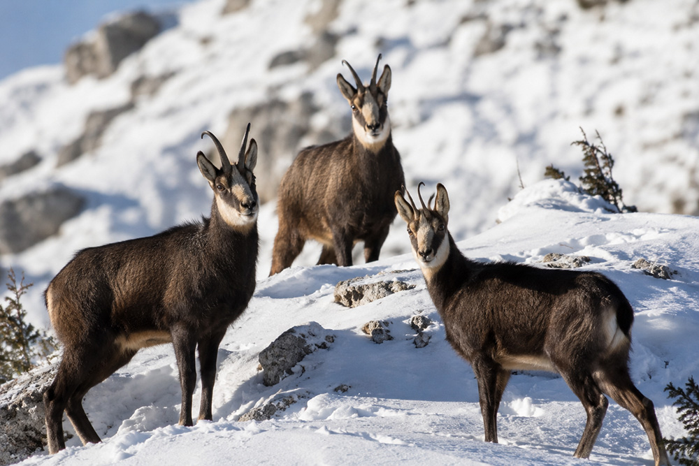Chamois observés dans les montagnes du Haut-Jura recouvertes de neige